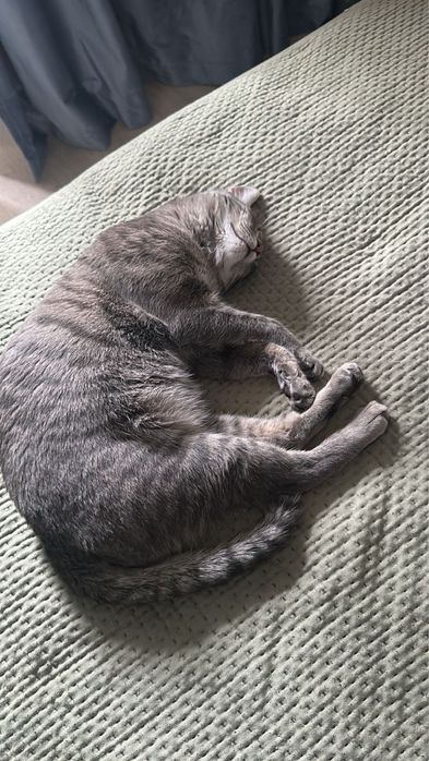 Кошки Мысық тәрбиелі