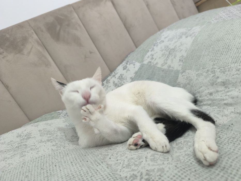 Отдам кота в хорошие руки