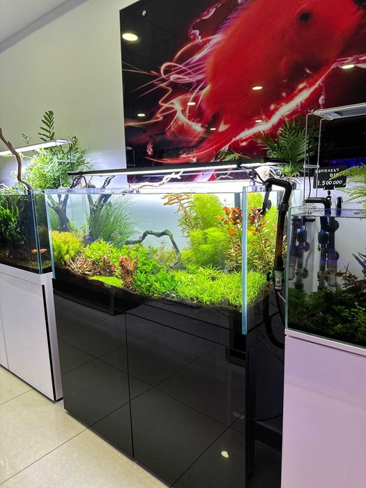 Аквариумы CLEAIR AQUATICS от эксклюзивного дилера в Узбекистане