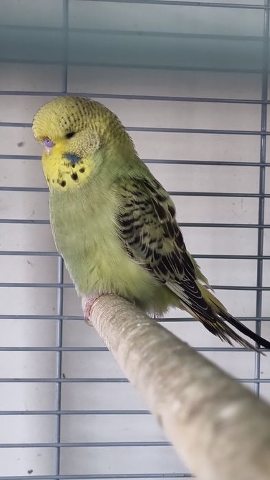 PAPAGAL Perus /Peruşi Standard ,Comuni 100 perechea