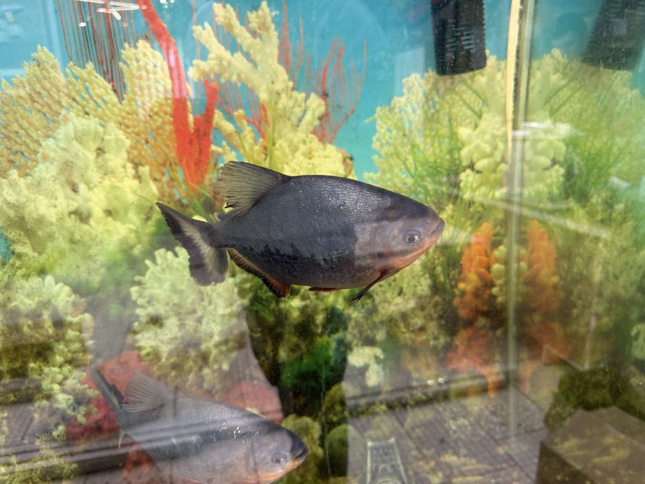 Аквариум большой с тумбой