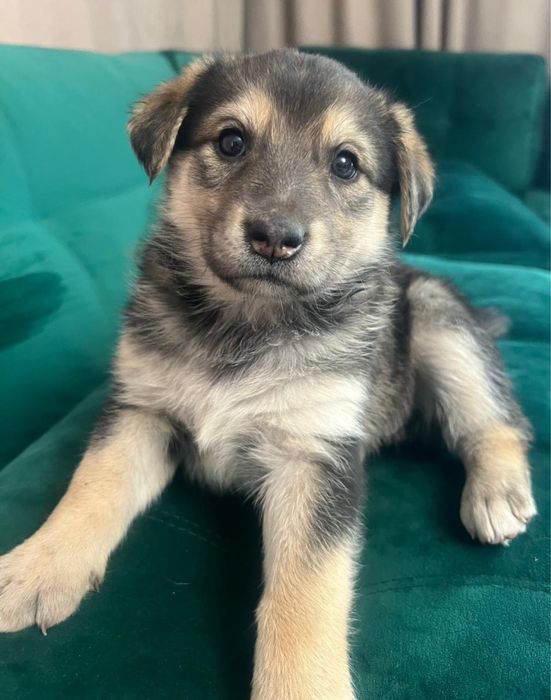 Отдадим щенков в хорошие руки