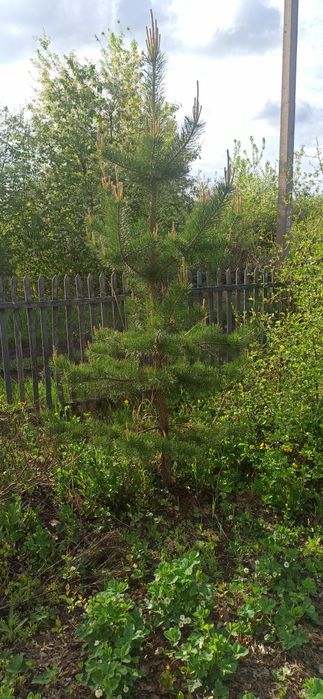 Срочно Продам дачный участок