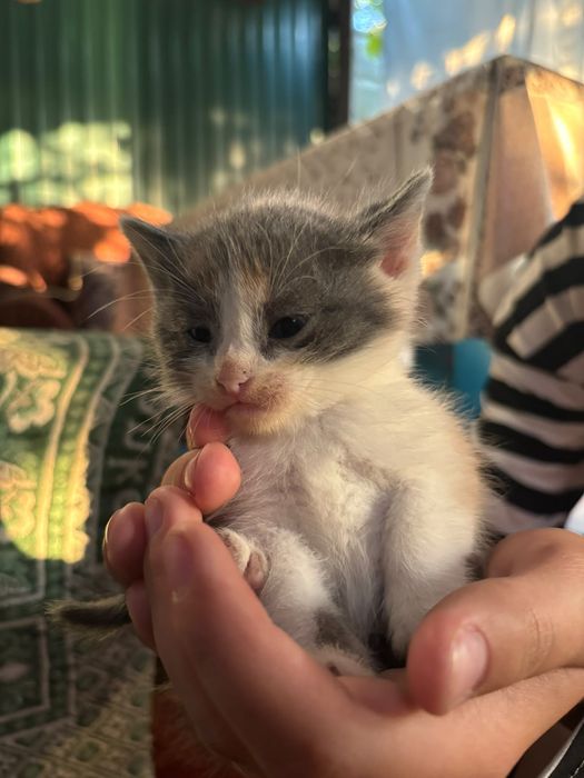 отдам котят в добрые руки