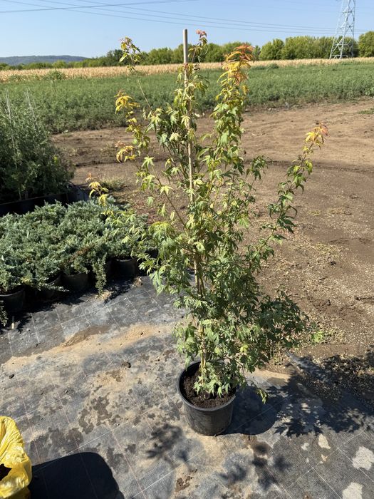 Лвйландски кипарис