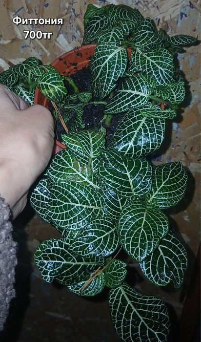 Продам разные растения