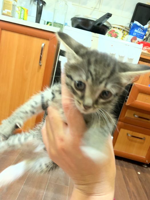 Отдам котят в добрые руки