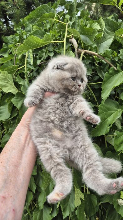 Продаются скоттиш фолд