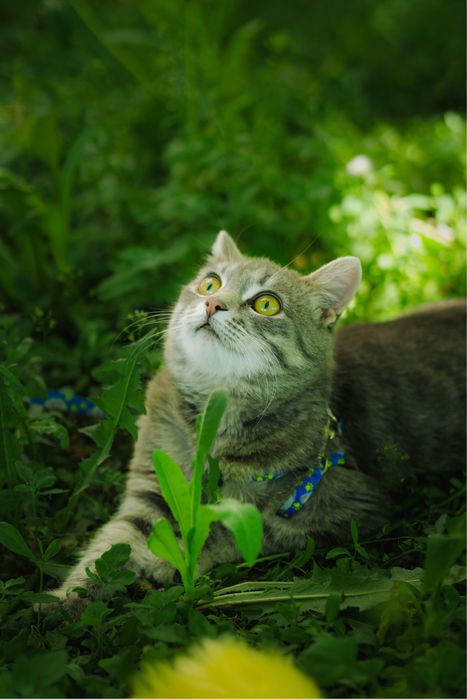 Кошка (8 мес) ищет дом