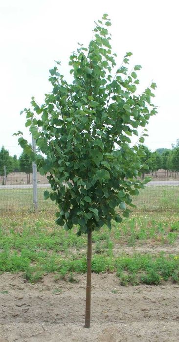 Продам Саженцы Липы , дуба