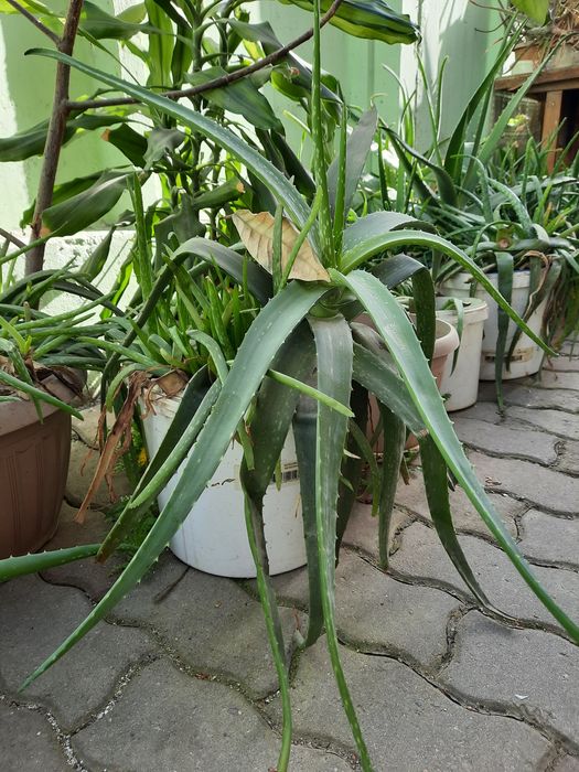 Алоэ лечебные - 5пяти, 7семилетние.