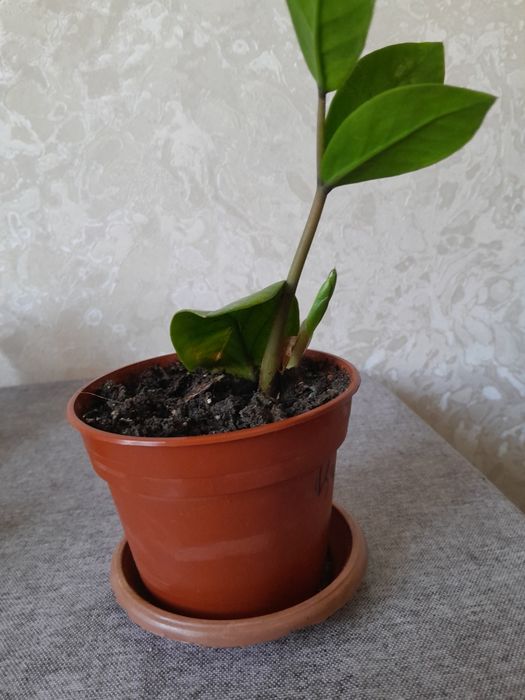 Продам молоденький цветок