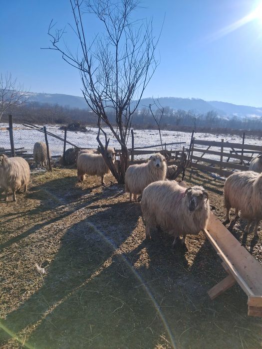Oi de vânzare la a 2 a fătare