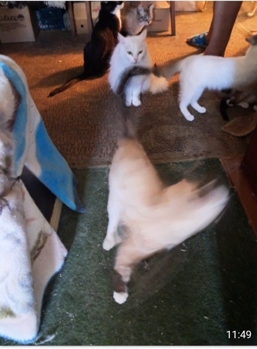 Котики мышеловы  отдам даром