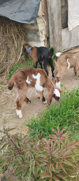 Продаются козлики (еркек)нуби