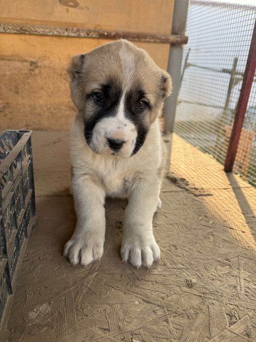 Alabay it sotiladi moda