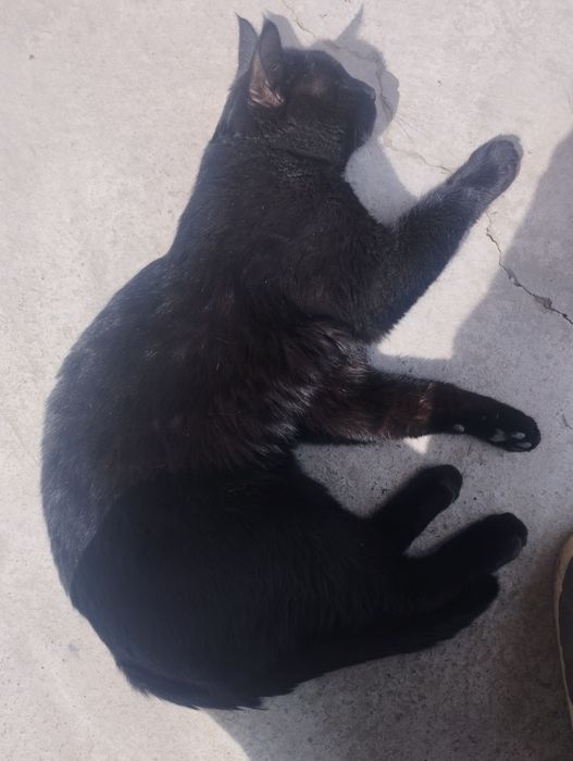 Отдам даром: 2 кошки и 1 кот