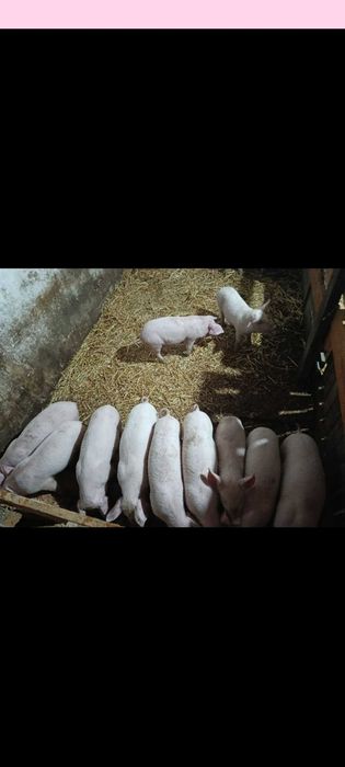 Прадавам малки прасенца