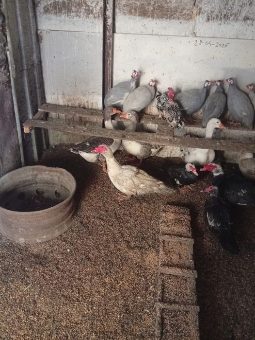 Vând Gâște Rațe și Bibilici s-au Schimb cu Oi