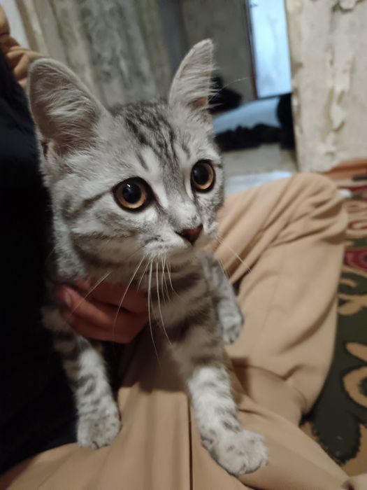 Шатланские котята мальчик