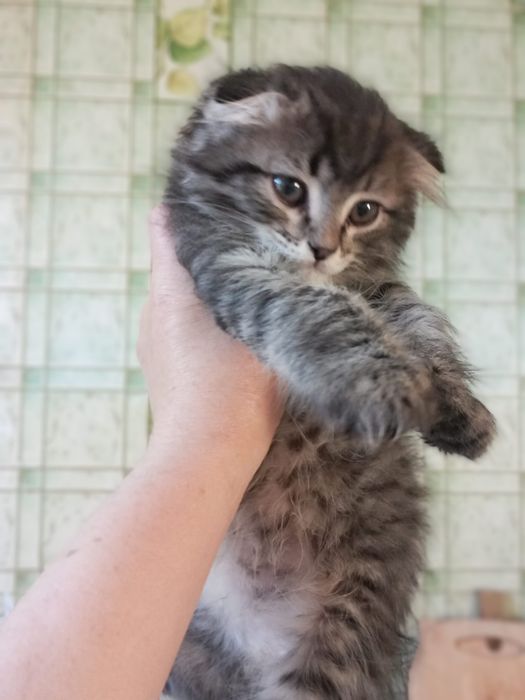 Отдам котенка за 5000 тг