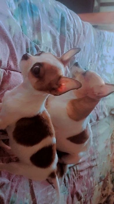 Девочка чихуахуа