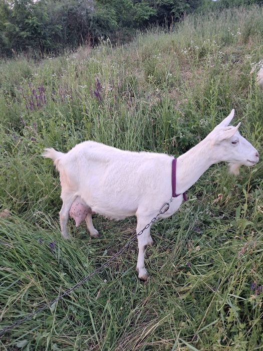 Vând capră bună de lapte sau la schimb cu porumb