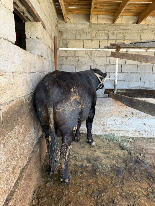 Ангус бұқа сатылады