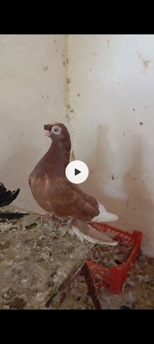 Каптарлар сотилади