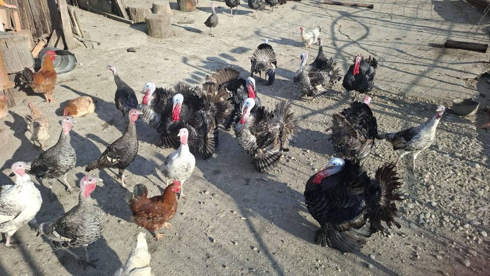 Curcani romanesti crescuti la curte.