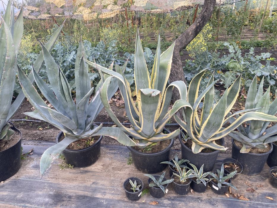 Agave masive; 20 ani cele mari; înalțime cu ghiveci 160 cm cele mari; greutate peste 50kg ceea ce implică predare personală; preț 500 buc cele mari