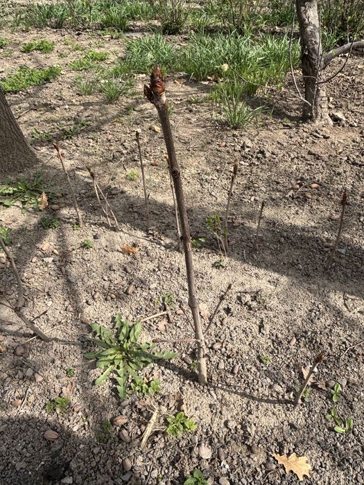 Саженцы каштаны