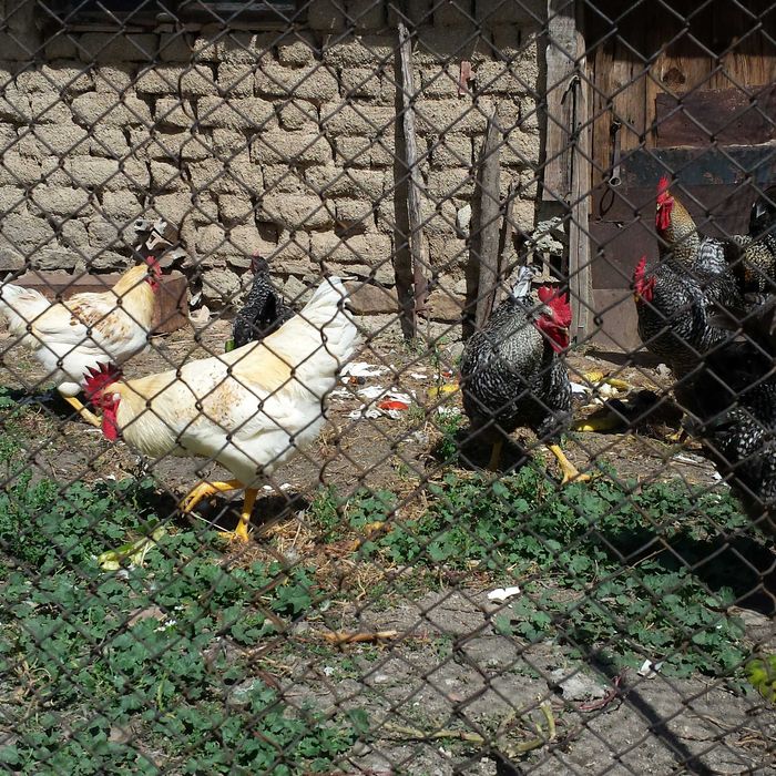 Пуйки пуяк и петли.