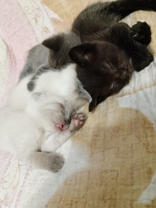 Отдам котят в добрые руки