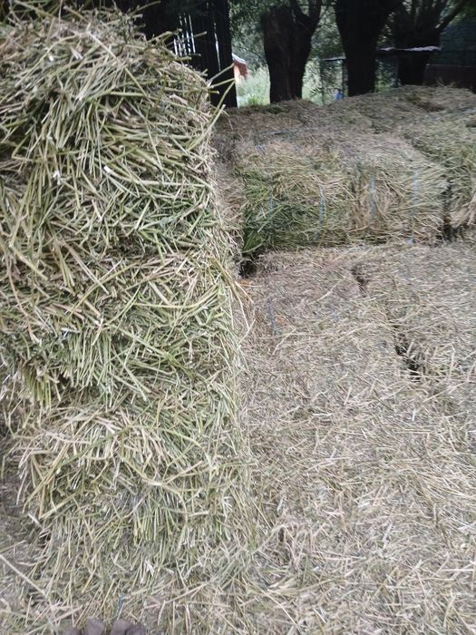 Vând baloți din lucernă coasa  1  2. 3.  4