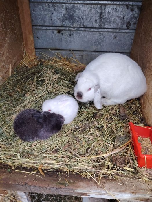 Berbec pitic. Fetite și baieti