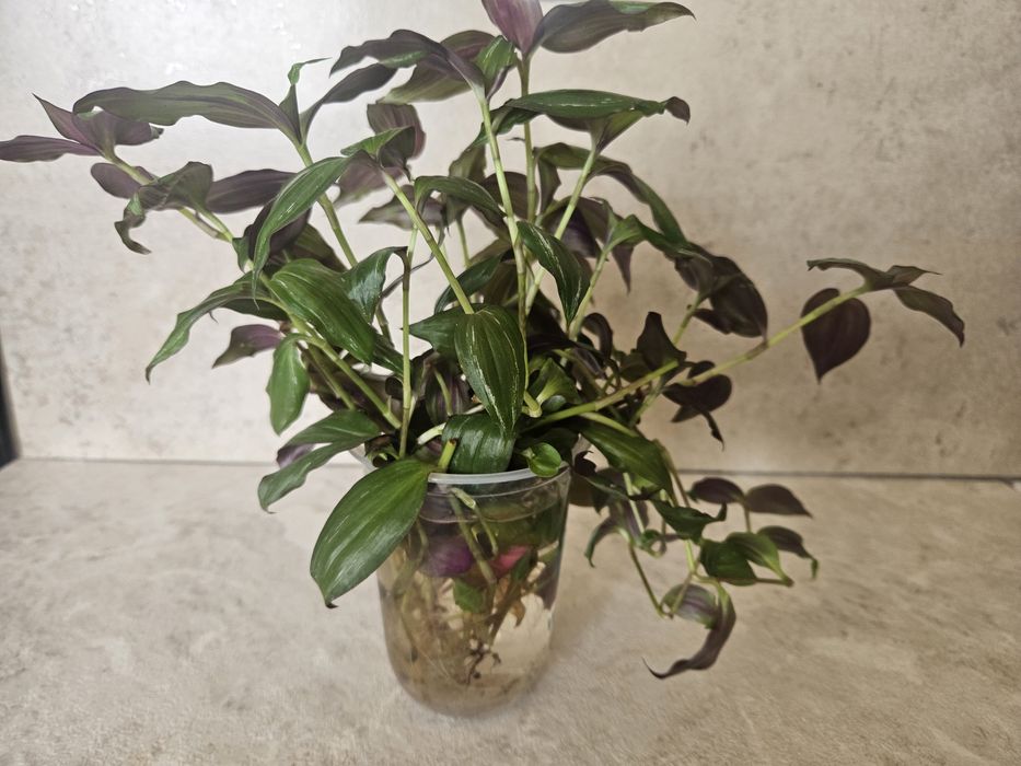Траденсканция срезы