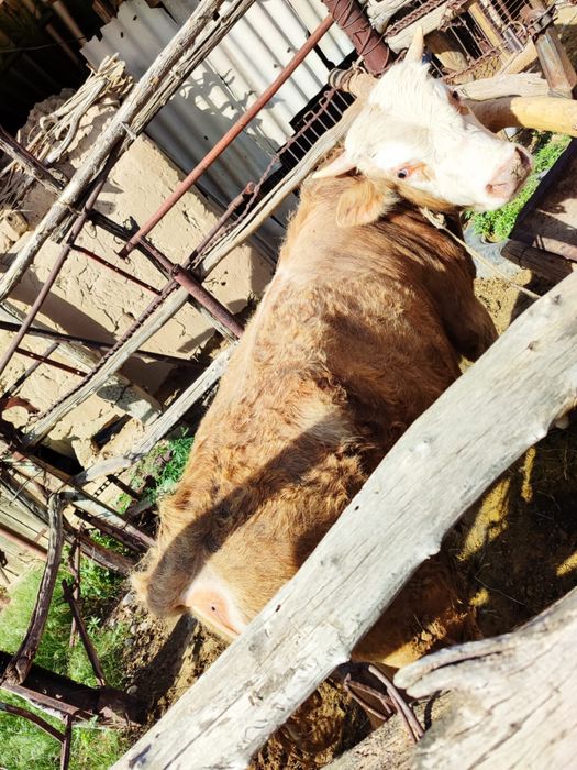 Бука сатылады срочно