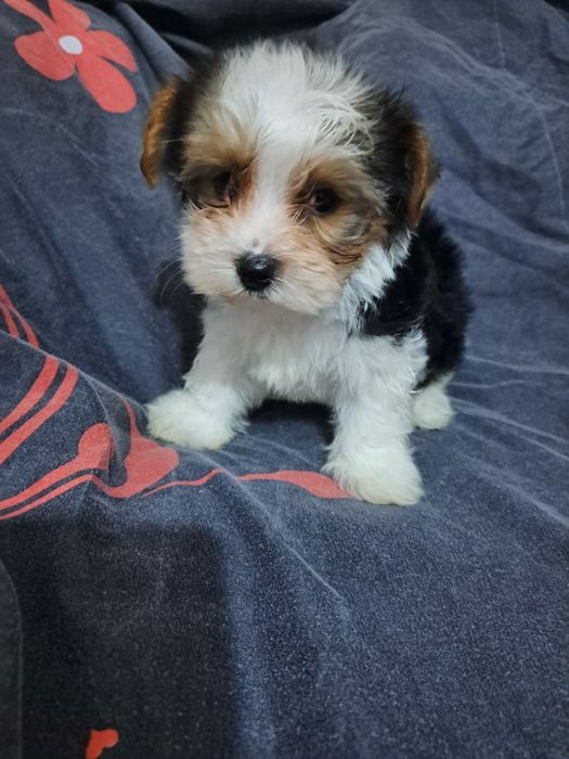 Продам шикарных щенков бивера