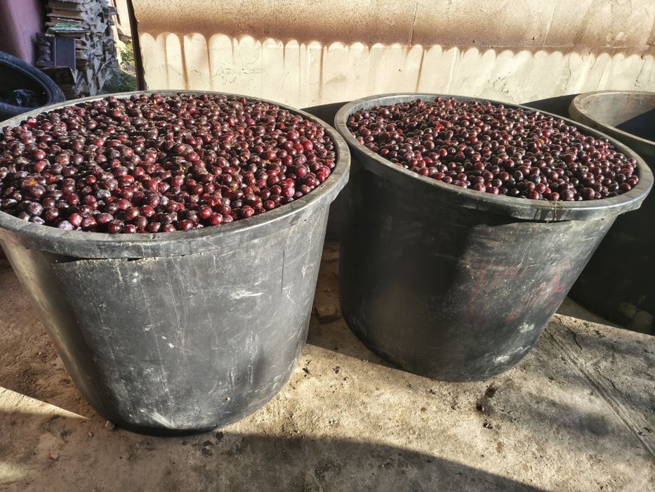 Prune pentru pălincă