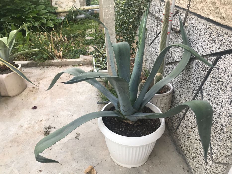Продавам Агаве “Столетник”