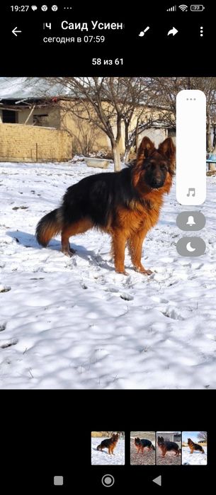 Тоха конли немис овчаркаси сотилади