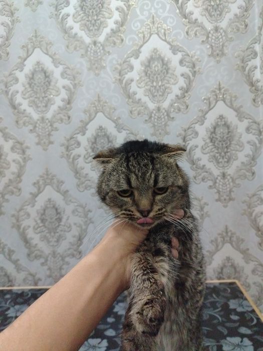 Muwuk sotilad ismi TOMY