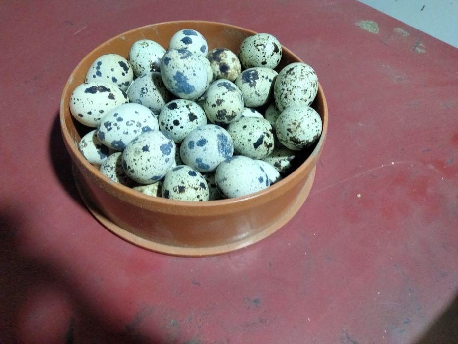 Vând pui și ouă de Prepelițe