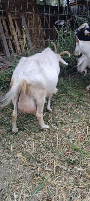 Продам дойную козу.