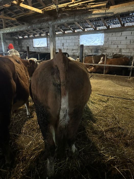 Vând vaca gestanta in 8 luni