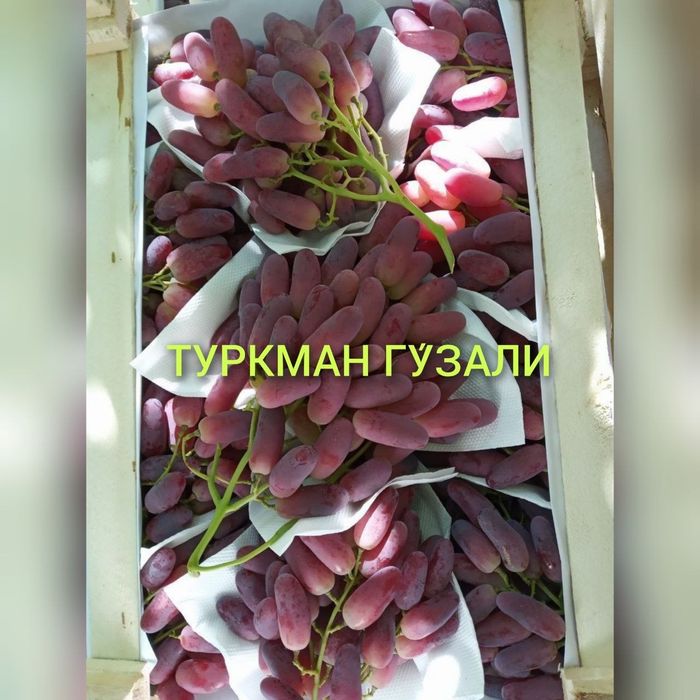 Optom Ko'chatlar navoiy xatirchida