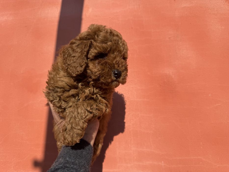 Продавам той пудел - момче Възможна доставка