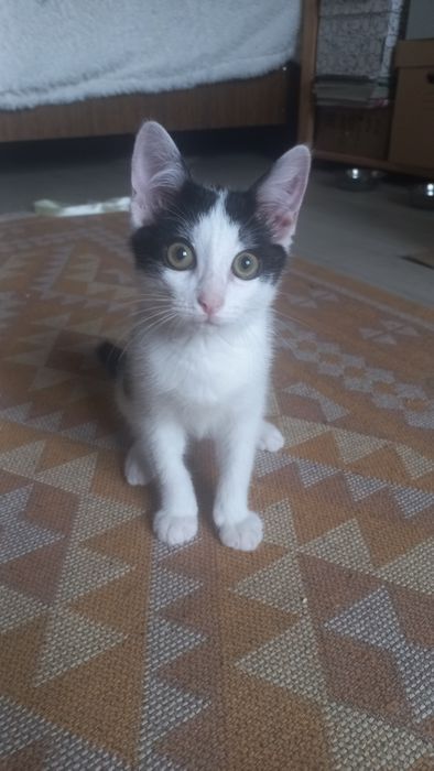 Котёнок мальчик очень игривый