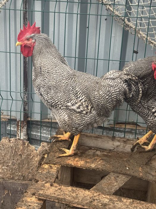 Продаются петухи порода Плимутрок